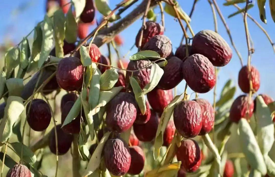 远方的梦想有机特级红枣 - 第3张 远方的梦想有机特级红枣 - 第3张