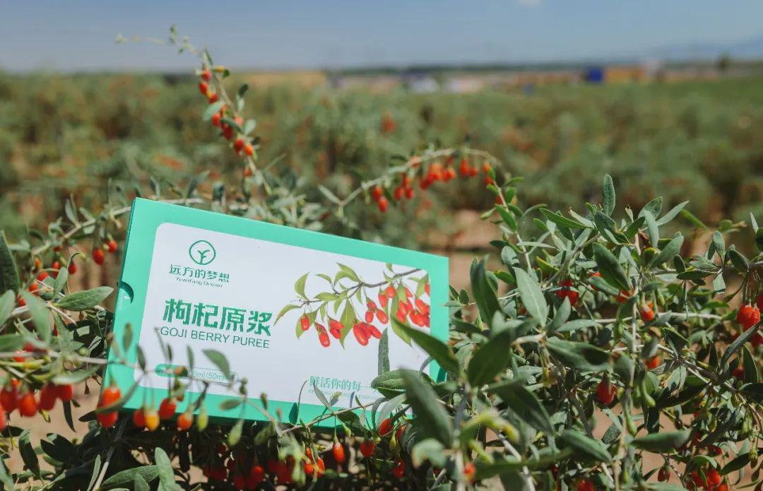 远方的梦想枸杞原浆 - 第4张 远方的梦想枸杞原浆 - 第4张