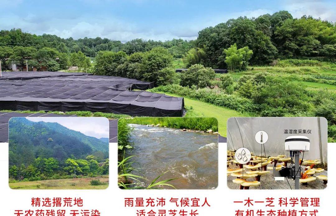 灵芝孢子油软胶囊 - 第23张