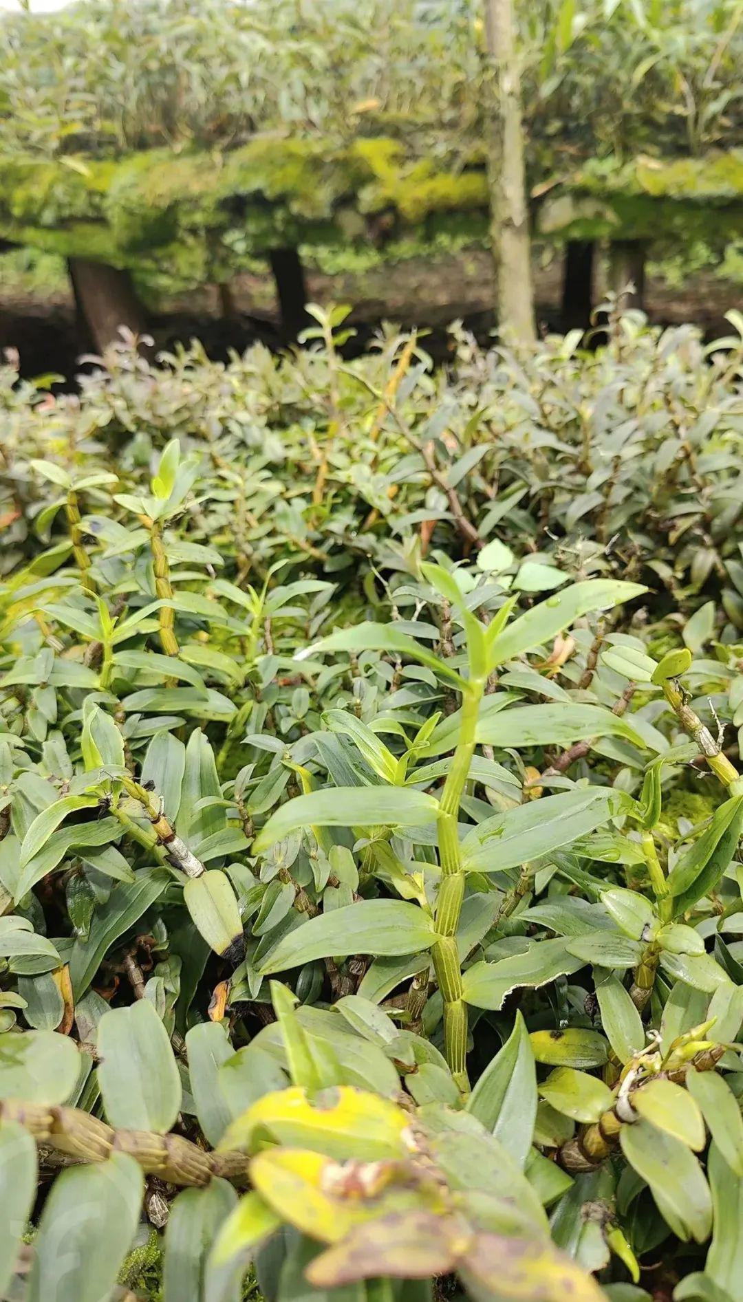 远方的梦想铁皮石斛原浆饮 - 第3张 远方的梦想铁皮石斛原浆饮 - 第3张