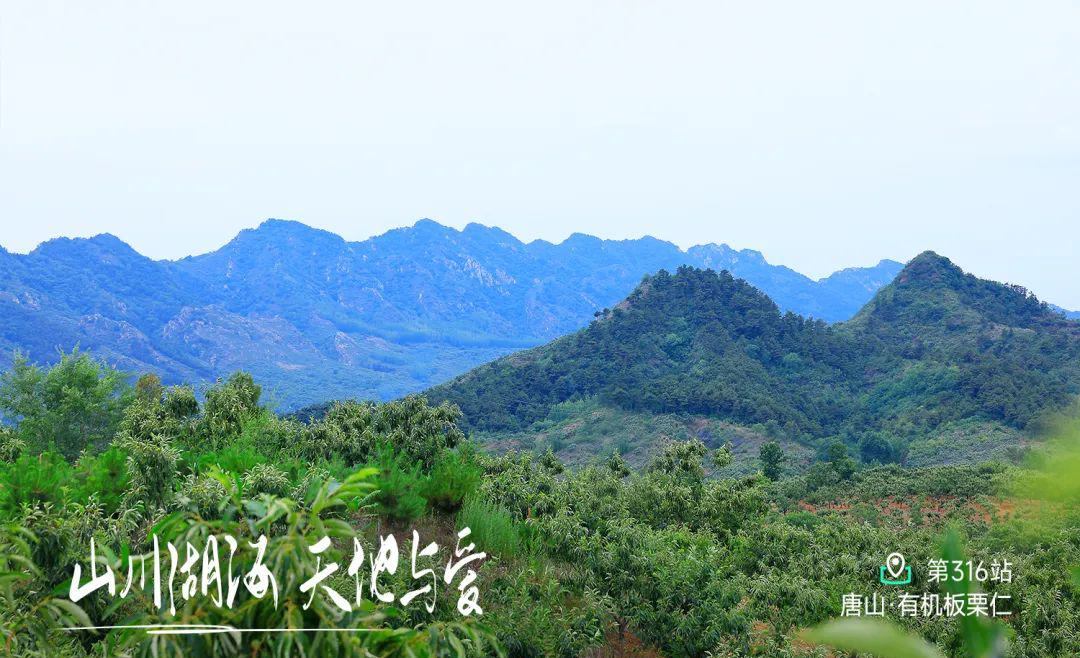 远方好物-北京以东,山海关以西,京东板栗———栗源.jpg