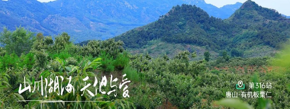 北京以东,山海关以西,京东板栗———栗源 - 第1张 北京以东,山海关以西,京东板栗———栗源 - 第1张