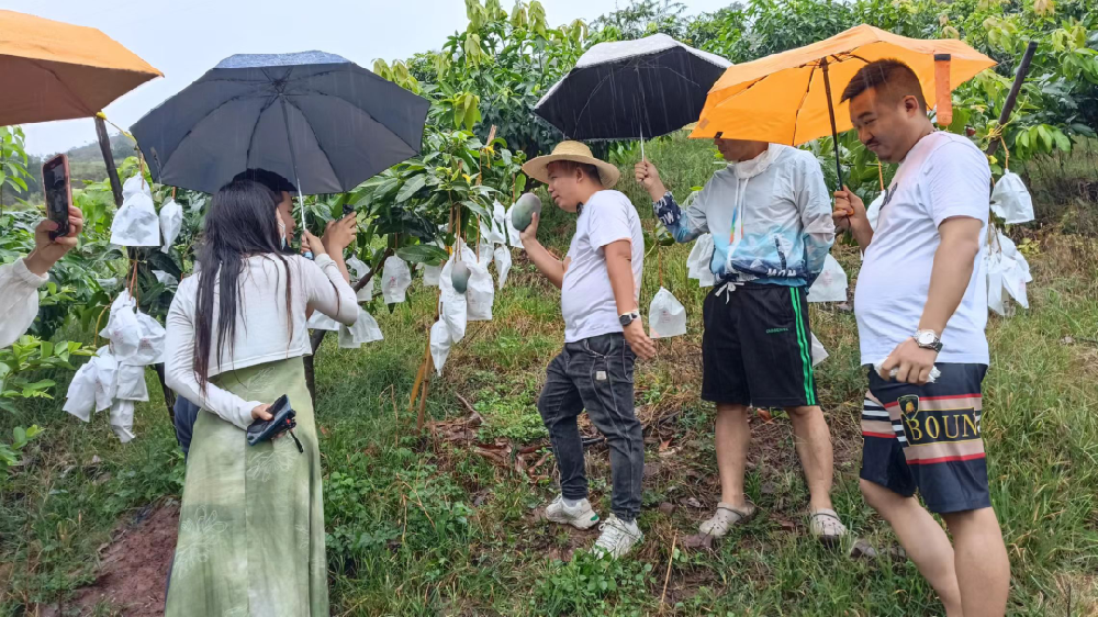 你永远可以相信远方好物的水果 - 第1张 你永远可以相信远方好物的水果 - 第1张