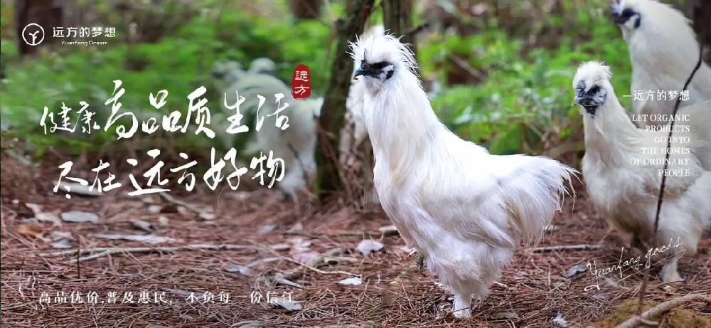 溯源泰和乌鸡 - 第1张 溯源泰和乌鸡 - 第1张