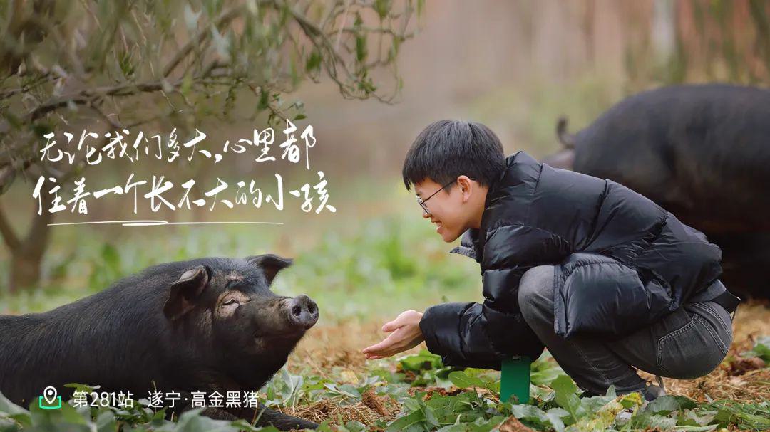 远方好物-溯源高金黑猪.jpg