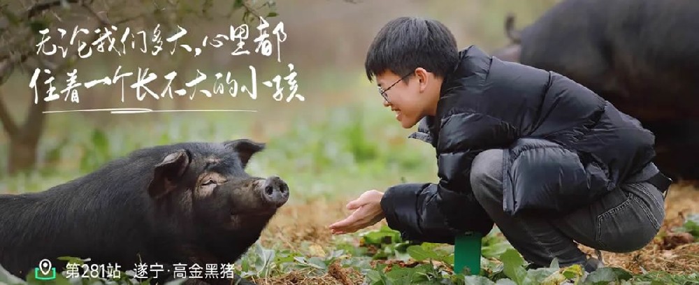 溯源高金黑猪 - 第1张 溯源高金黑猪 - 第1张