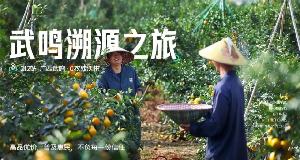 溯源石斛酒 - 第1张 溯源石斛酒 - 第1张