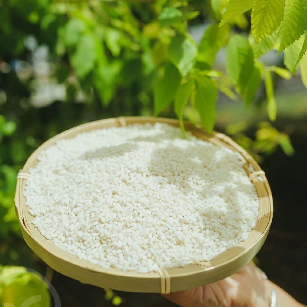 沙漠乳香米 - 第1张 沙漠乳香米 - 第1张
