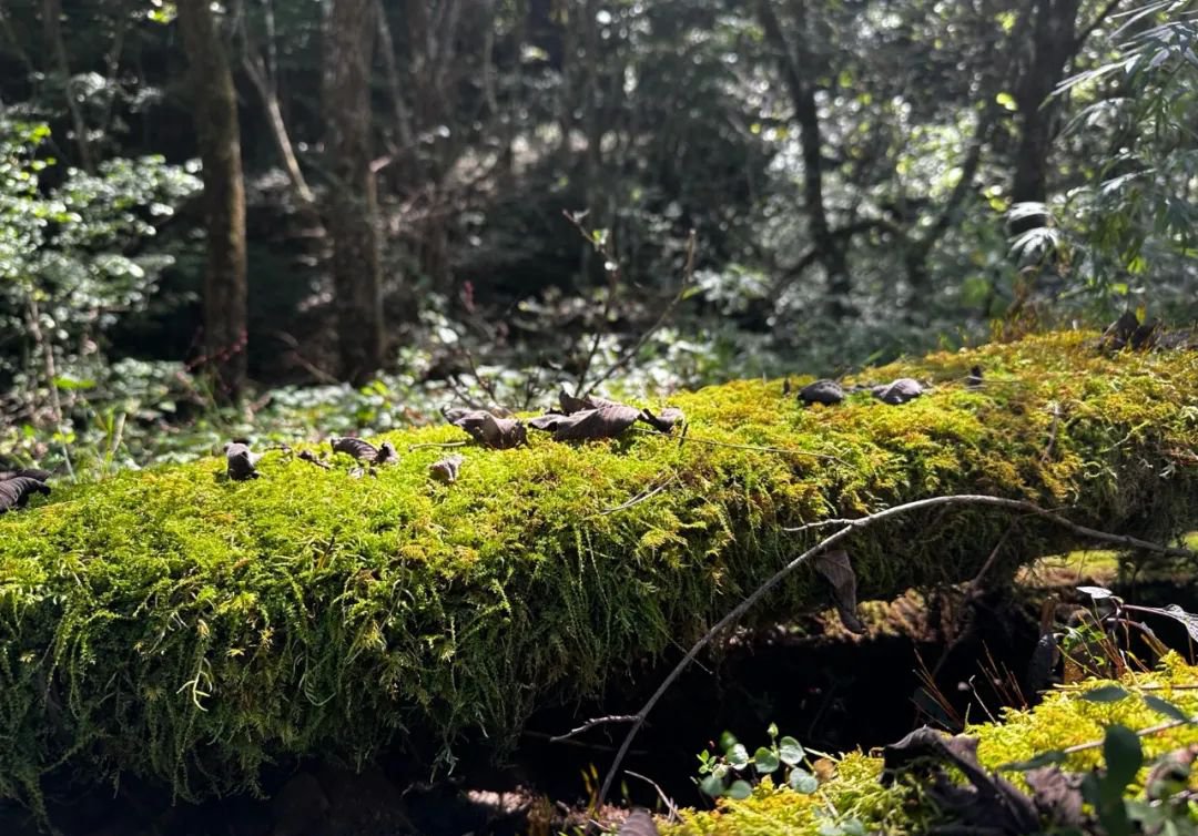 现在开始把红豆薏米换成它,连喝7天,借助天地间的阳气,拔出湿寒浊 - 第2张 现在开始把红豆薏米换成它,连喝7天,借助天地间的阳气,拔出湿寒浊 - 第2张