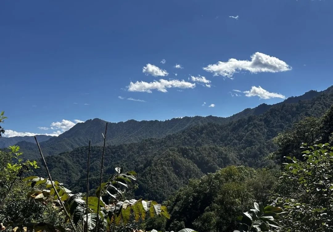 这个宝藏级的中成药中老年人一定要收藏，降血压，防治并发症 - 第2张