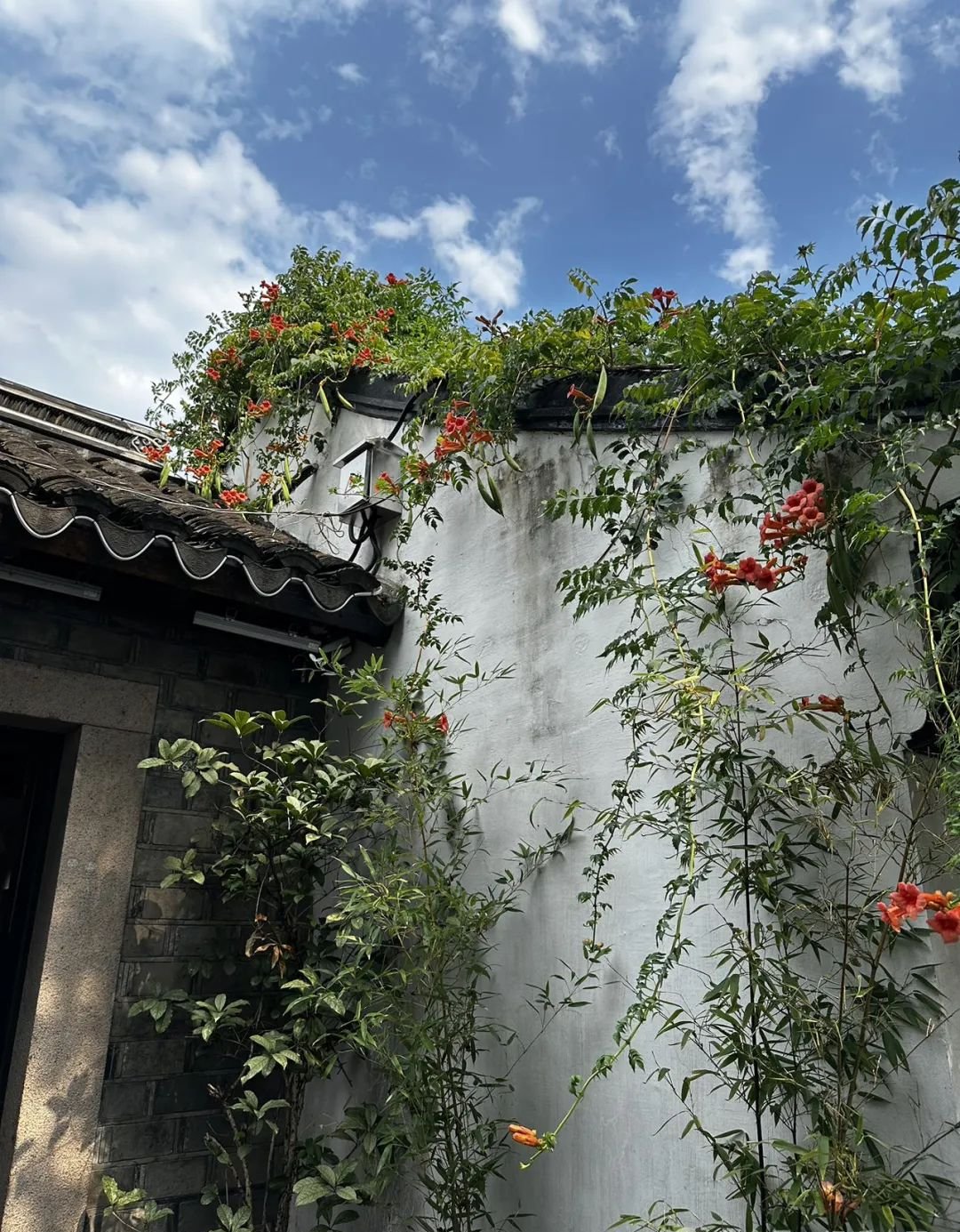 比红豆薏米强10倍！立夏前后每天一碗祛湿汤，全身湿气都排空 - 第2张