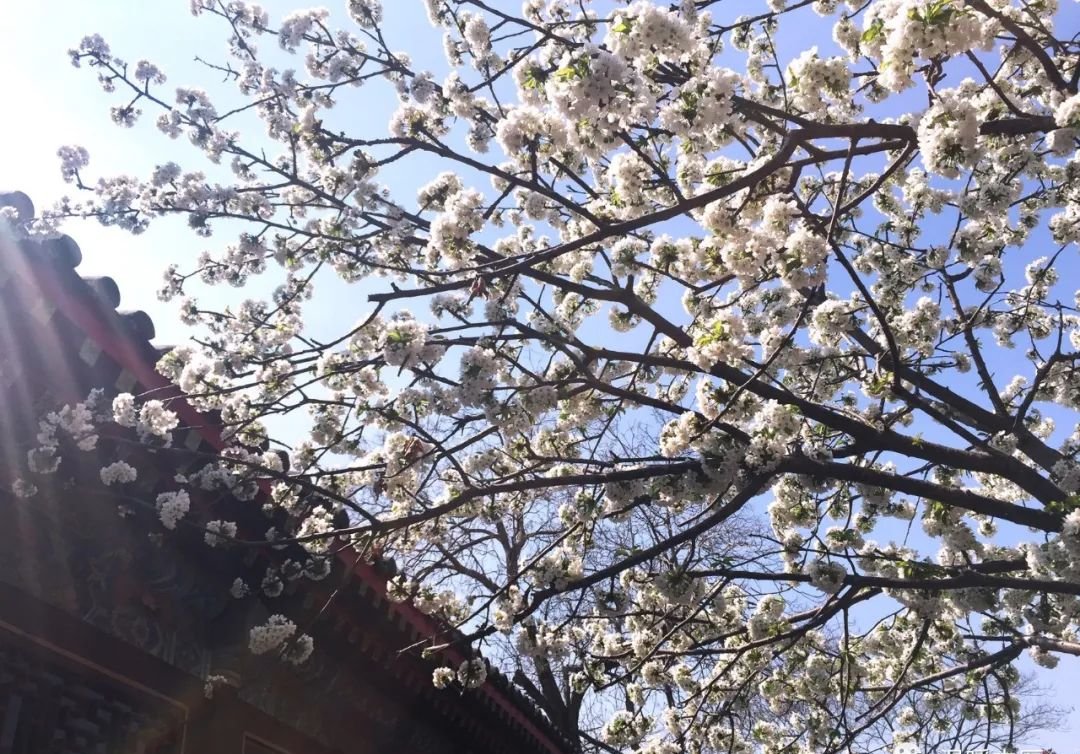 一定要抓住春天的尾巴补一补，这个中成药脾和肾都补上，越吃越有劲 - 第2张