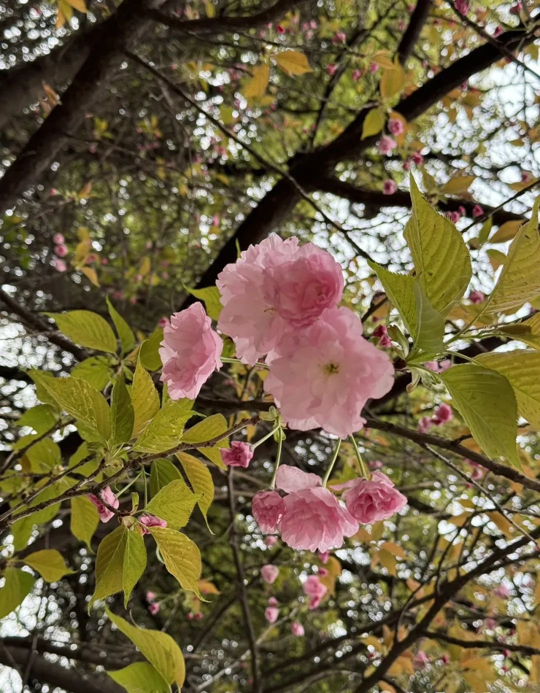 一个让人秒睡的中成药,堪称中医界的艾司唑仑,让你睡得快睡得香 - 第2张 一个让人秒睡的中成药,堪称中医界的艾司唑仑,让你睡得快睡得香 - 第2张