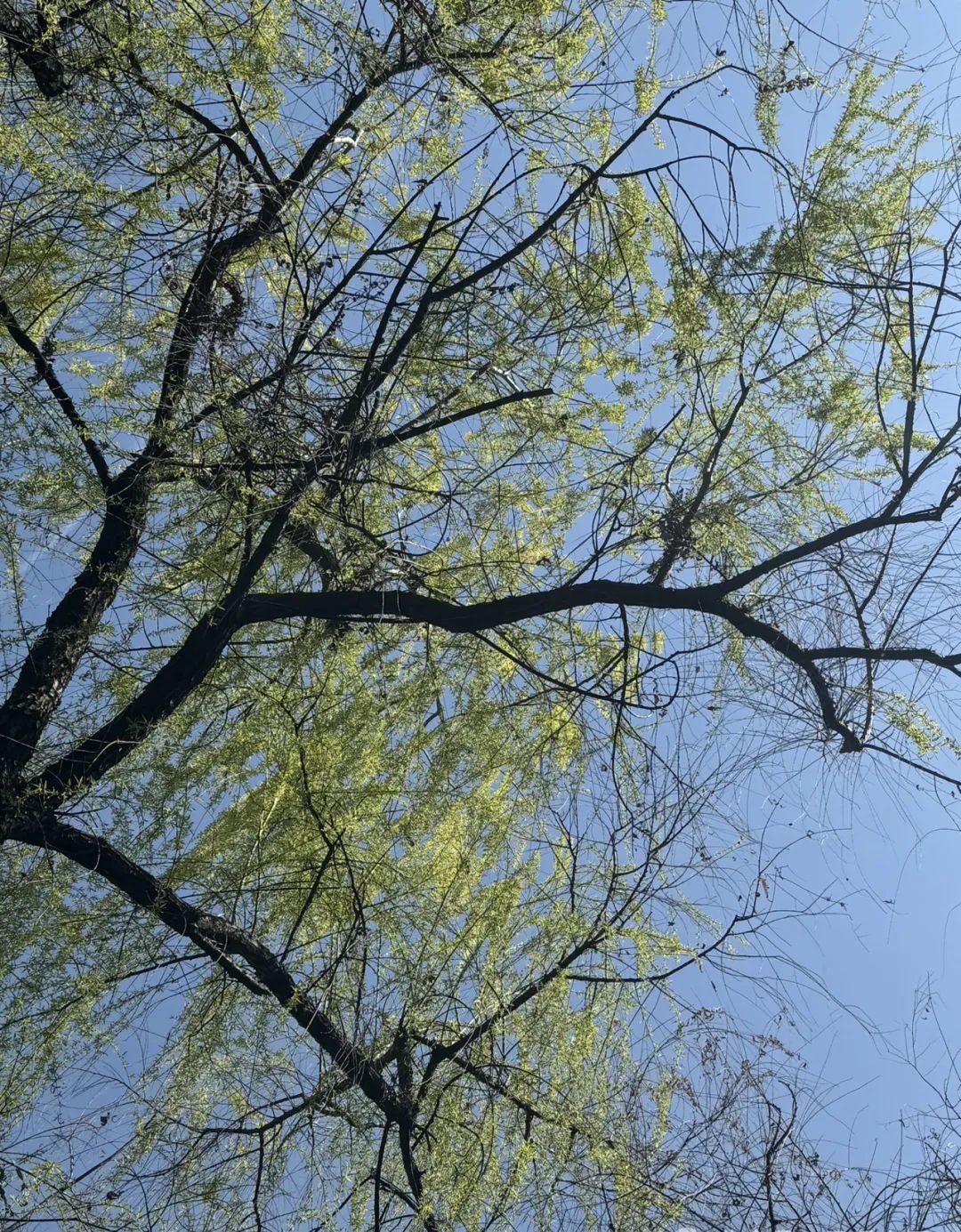 祛湿第一名不是薏米而是它,生吃补肾,熟吃补脾,湿气都排空 - 第2张 祛湿第一名不是薏米而是它,生吃补肾,熟吃补脾,湿气都排空 - 第2张