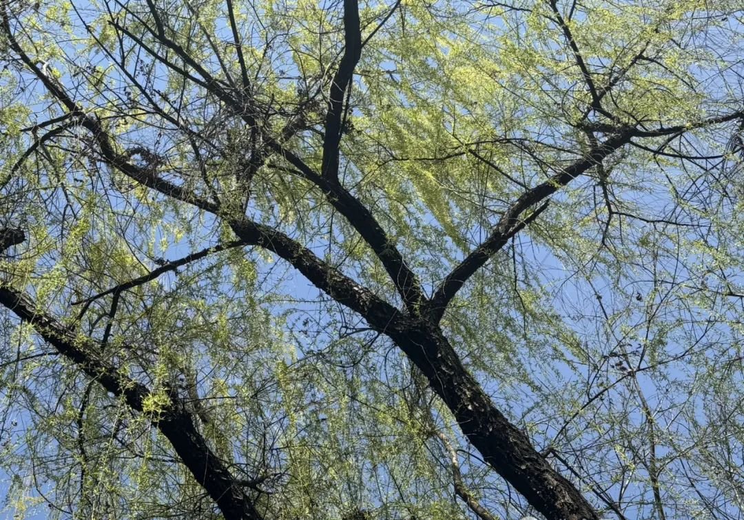 春天里的补气第一名,一补脾气,二补肺气,越喝气越足 - 第2张 春天里的补气第一名,一补脾气,二补肺气,越喝气越足 - 第2张