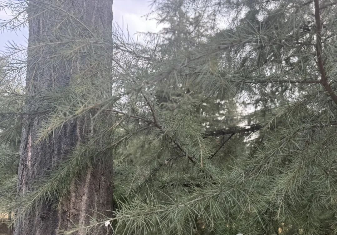 惊蛰到立夏一定要养阳气,每天按一按,让这个春天阳气满满 - 第2张 惊蛰到立夏一定要养阳气,每天按一按,让这个春天阳气满满 - 第2张