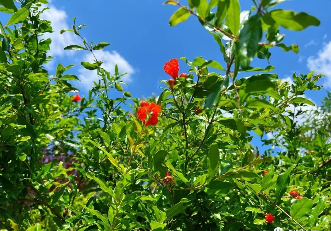 危险的血瘀体质,记住一个中成药,让瘀血散开,结节、肌瘤、囊肿都能散 - 第2张 危险的血瘀体质,记住一个中成药,让瘀血散开,结节、肌瘤、囊肿都能散 - 第2张
