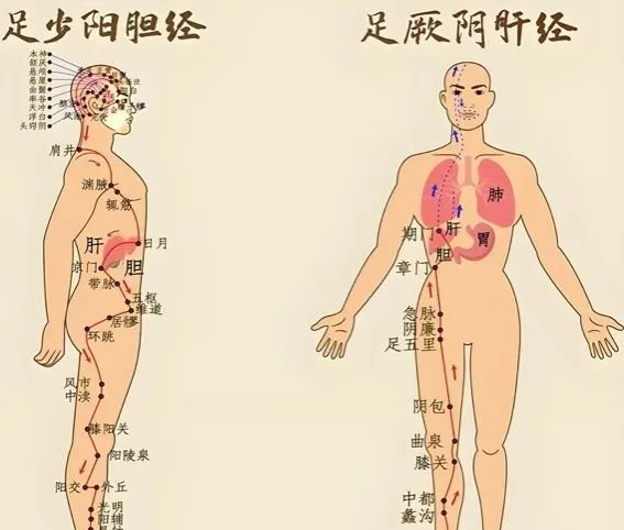 胆经一通，全身轻松！每天这样敲一敲，白发少了，阳气升了，身体更棒了 - 第3张