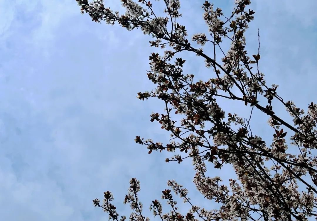 这个中成药让结节消失不见,可能比手术更好 - 第2张 这个中成药让结节消失不见,可能比手术更好 - 第2张
