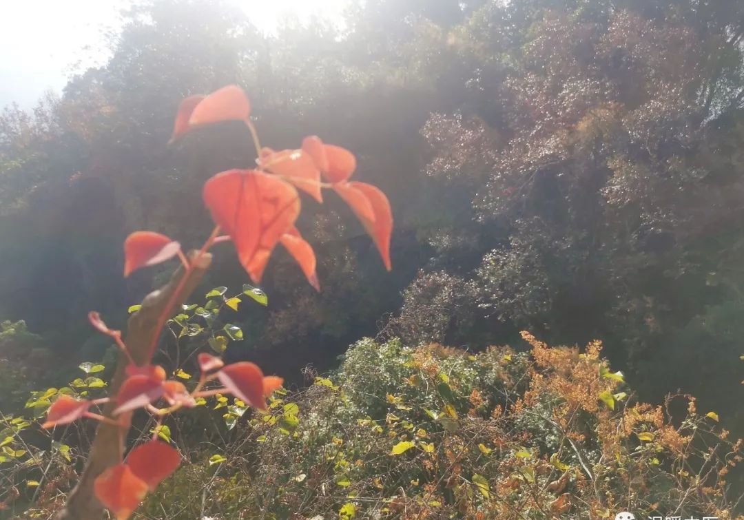 一个鼻炎万能药,横扫各类鼻炎,慢性鼻炎过敏性鼻炎鼻窦炎用对了一次见效 - 第2张 一个鼻炎万能药,横扫各类鼻炎,慢性鼻炎过敏性鼻炎鼻窦炎用对了一次见效 - 第2张