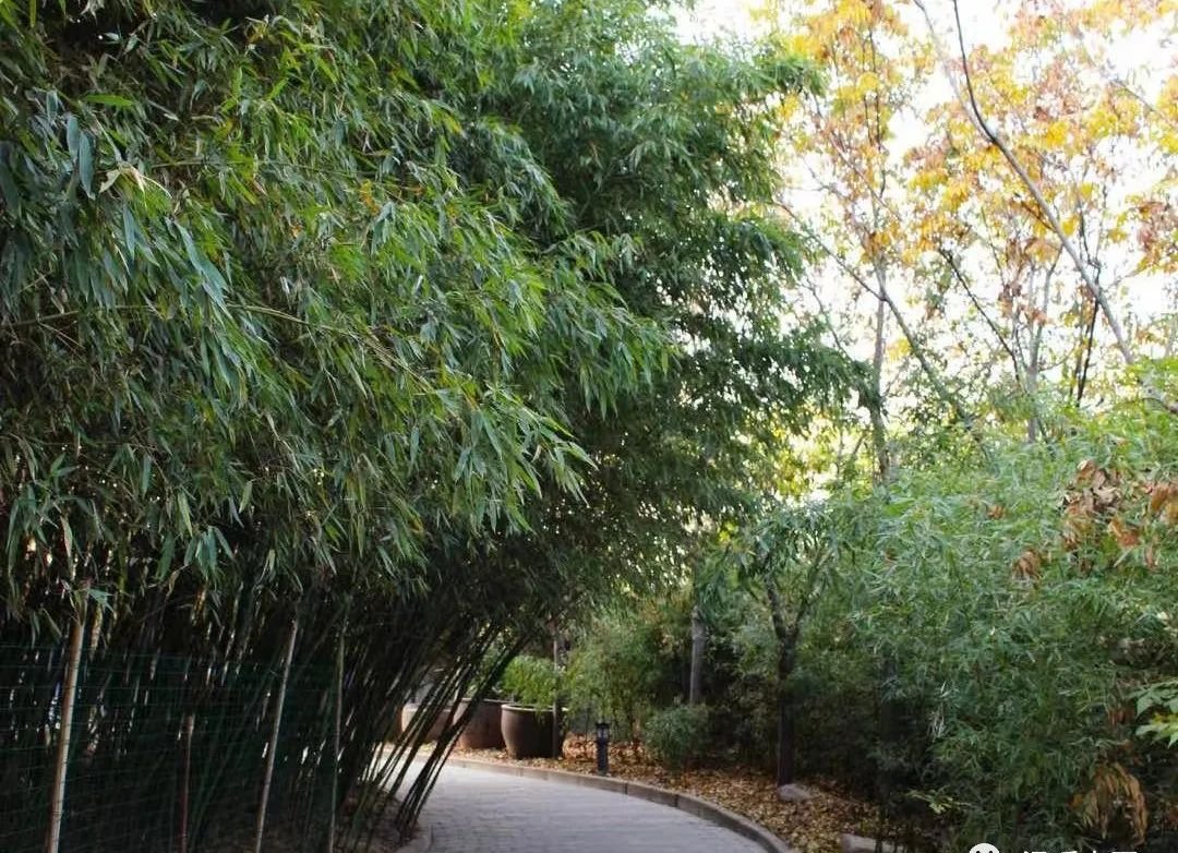 厨房里的明目第一名,冬至前后一周喝两次,视力一天比一天好 - 第2张 厨房里的明目第一名,冬至前后一周喝两次,视力一天比一天好 - 第2张