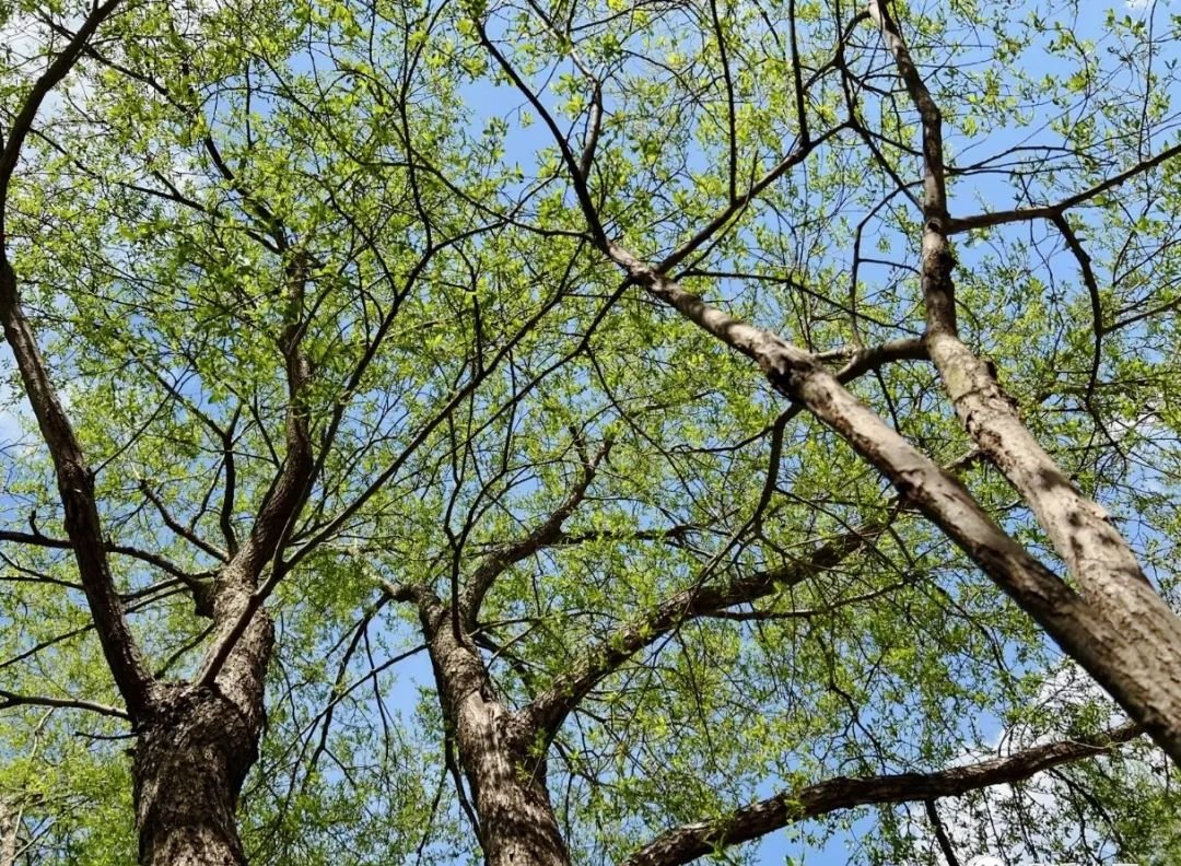 有了这个中成药，全身上下没瘀血 - 第2张