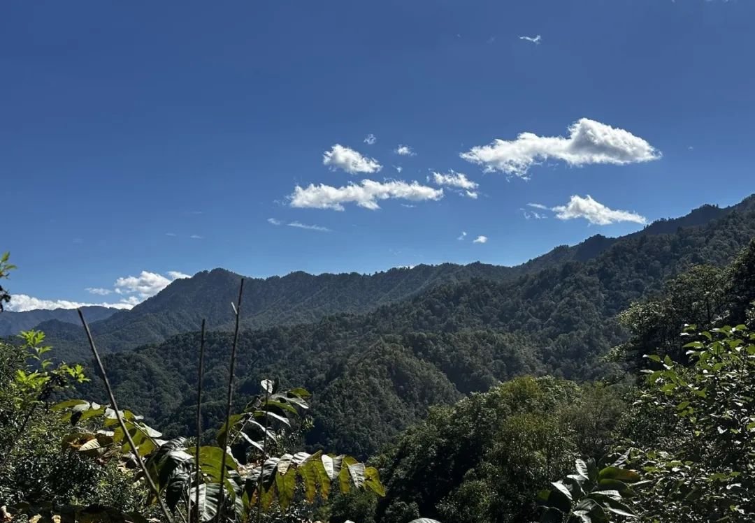 血压高在肝,血脂高也在肝,一个中成药降压降脂还不伤肝 - 第2张 血压高在肝,血脂高也在肝,一个中成药降压降脂还不伤肝 - 第2张