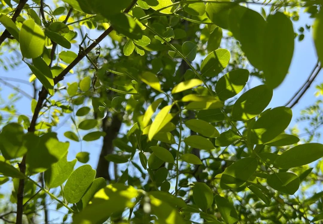 三伏，阳气最旺的40天，用一个中成药扫清一身寒、痰、瘀 - 第2张