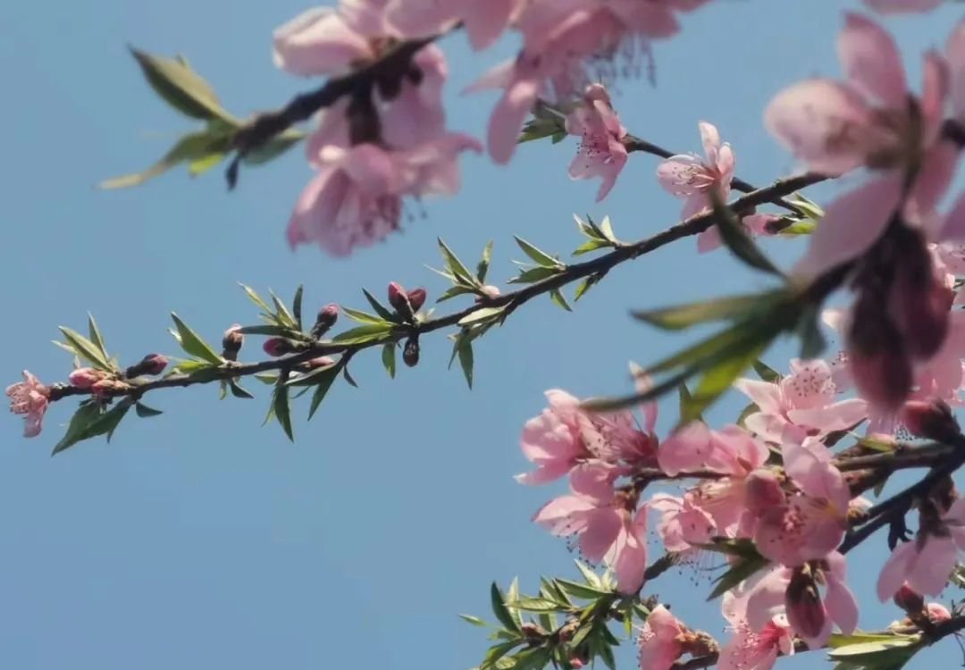 隐形杀手——幽门螺杆菌,有一个中成药可消除 - 第2张 隐形杀手——幽门螺杆菌,有一个中成药可消除 - 第2张