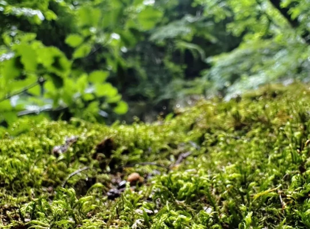 现在开始睡前用它抹一抹,湿气没了,暑气消了,全身舒服了 - 第2张 现在开始睡前用它抹一抹,湿气没了,暑气消了,全身舒服了 - 第2张