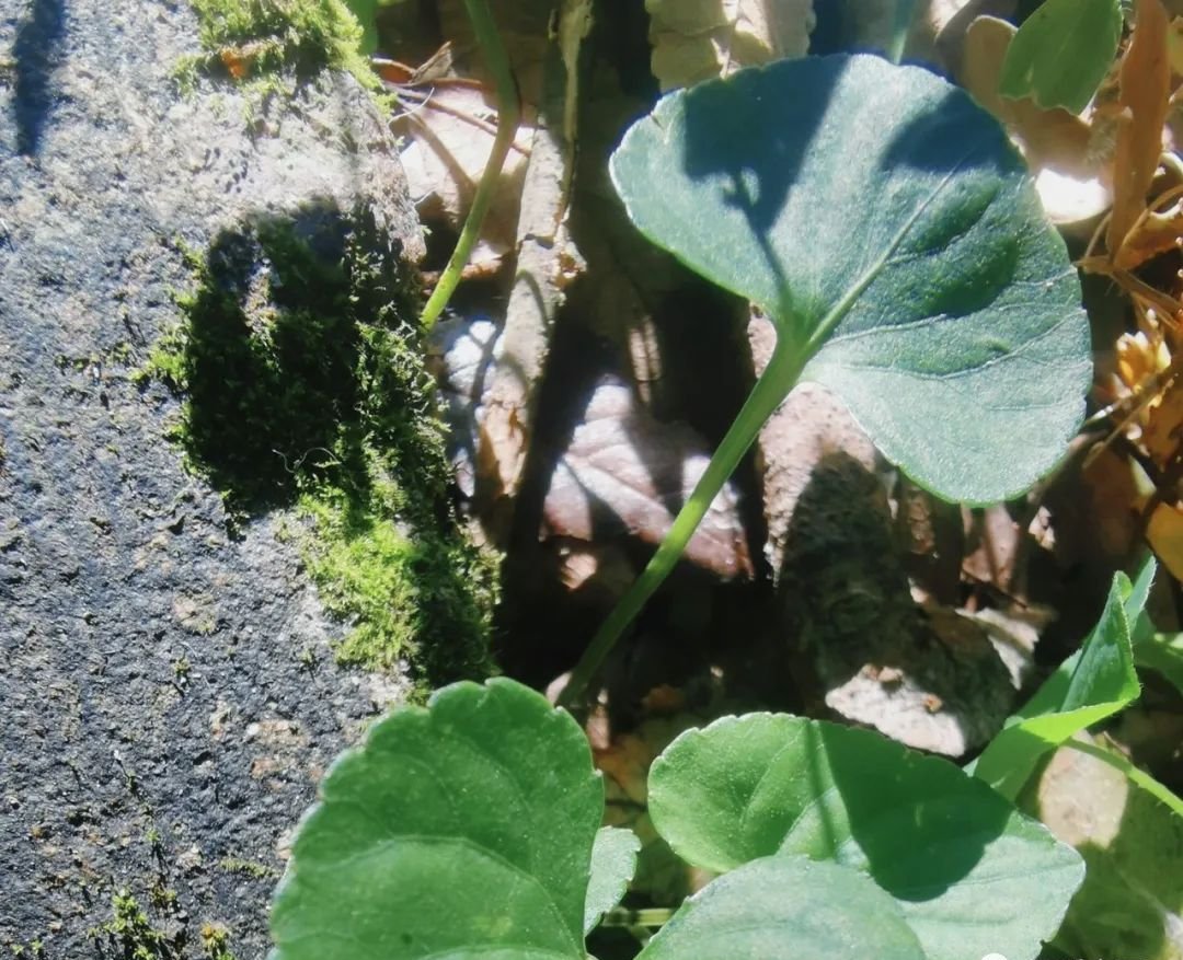 这个中成药堪称全能,既补气血,又补阳 - 第2张 这个中成药堪称全能,既补气血,又补阳 - 第2张