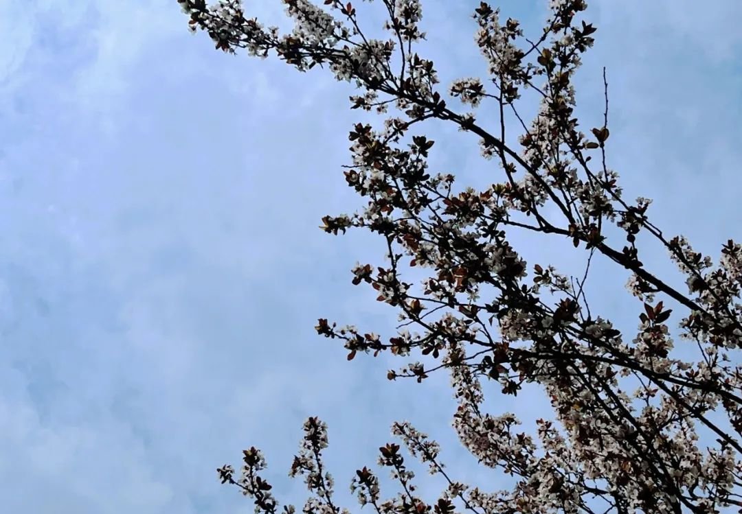 一个中成药,把肺中痰热清干净,结节不见了 - 第2张 一个中成药,把肺中痰热清干净,结节不见了 - 第2张