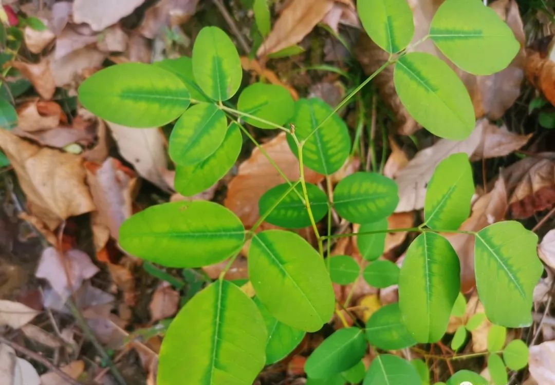 这个中成药乌发是个宝,白发没了,脱发不见了 - 第2张 这个中成药乌发是个宝,白发没了,脱发不见了 - 第2张