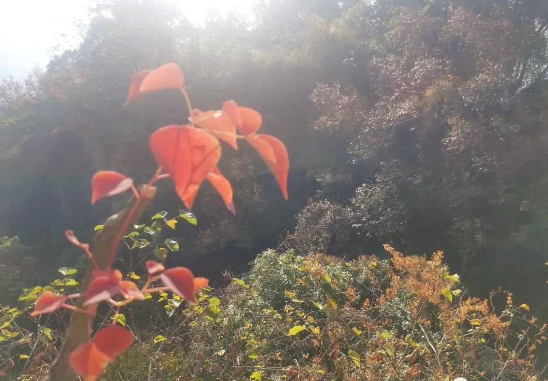 鼻炎是可以治愈的，这个底气十足的中成药，你一定要知道 - 第2张