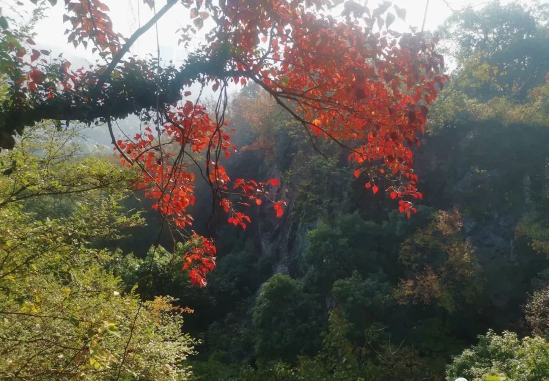 一个中成药,清上中下三焦之火,火去人安 - 第2张 一个中成药,清上中下三焦之火,火去人安 - 第2张