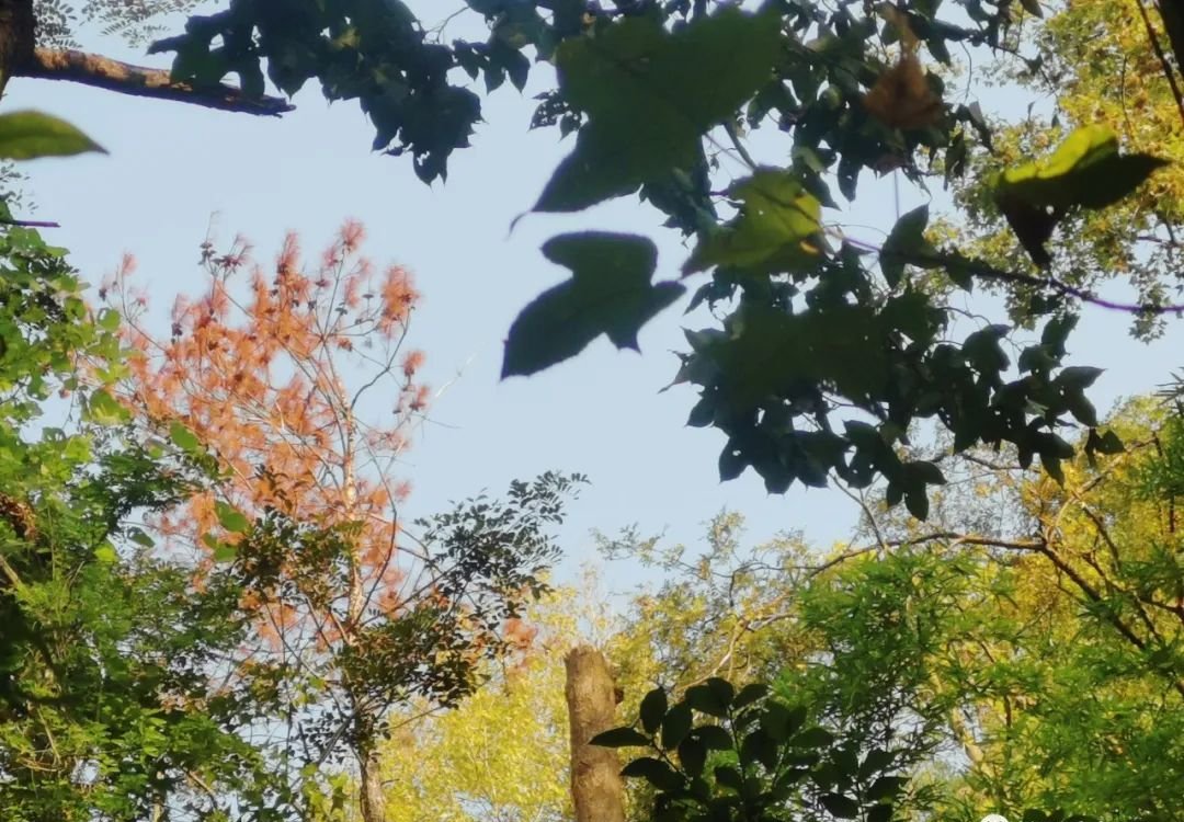 一个中成药,把亏虚的气血补回来,气血多了,白发少了 - 第2张 一个中成药,把亏虚的气血补回来,气血多了,白发少了 - 第2张
