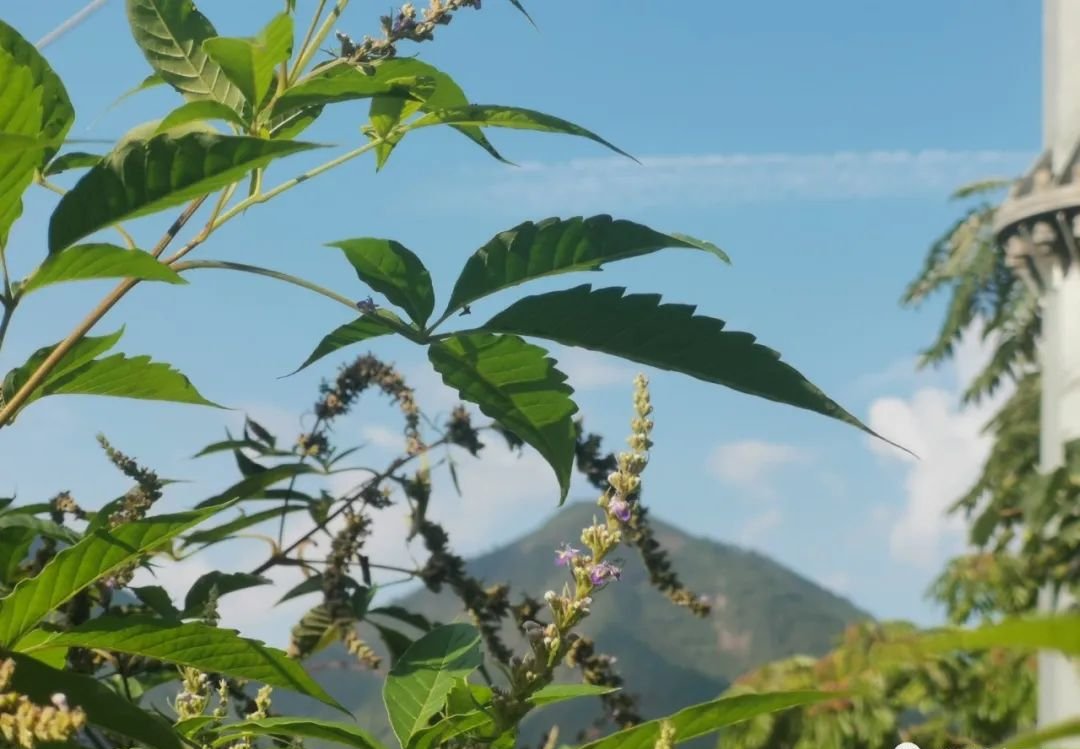 瘀血可能出现在任何部位，有一个中成药，能把瘀血化开 - 第2张