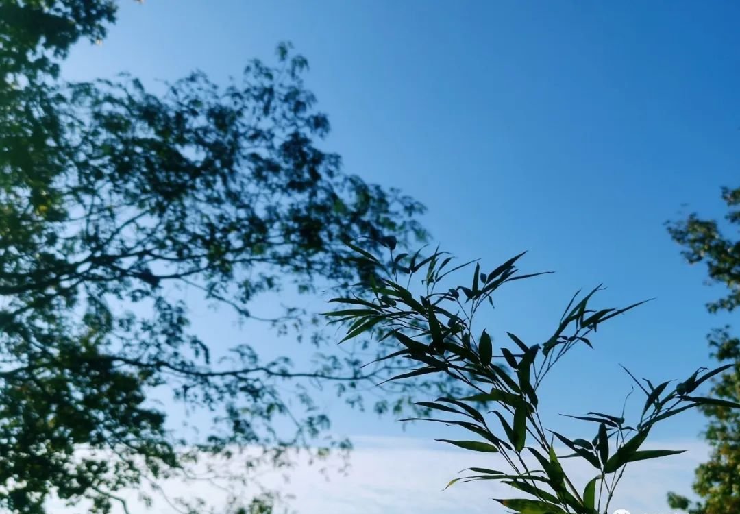 有一味中药被称为四时神药,能把全身的湿气都带走 - 第2张 有一味中药被称为四时神药,能把全身的湿气都带走 - 第2张