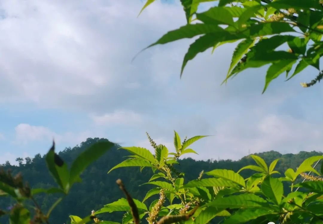 有一种脱发是因为气虚,一个中成药把气补起来,比什么都重要 - 第2张 有一种脱发是因为气虚,一个中成药把气补起来,比什么都重要 - 第2张