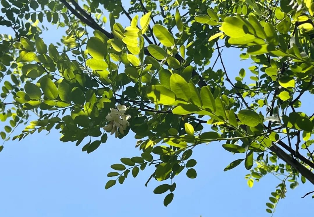 一个中成药，把寒气祛了，就能排尽痰湿 - 第2张