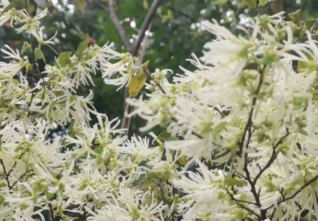 有一种痛叫带状疱疹，一个中成药可止 - 第2张