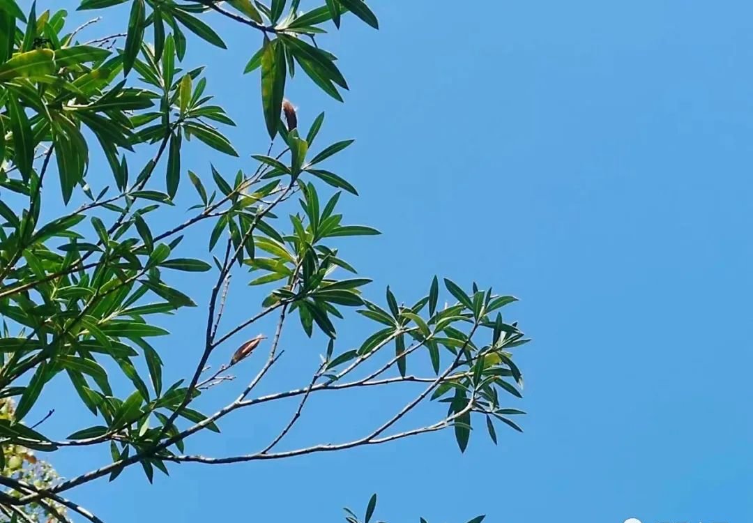 很多脾虚是因为气堵了，一个中成药，给脾胃排气、排堵 - 第2张