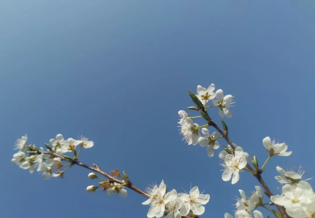 一个补血的方子,肝血补得好,一年没烦恼 - 第2张 一个补血的方子,肝血补得好,一年没烦恼 - 第2张