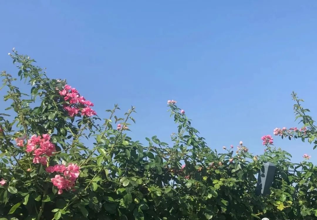 初夏,用一味寻常的中药,把寒气排出来,给未来一年打个好底子 - 第2张 初夏,用一味寻常的中药,把寒气排出来,给未来一年打个好底子 - 第2张