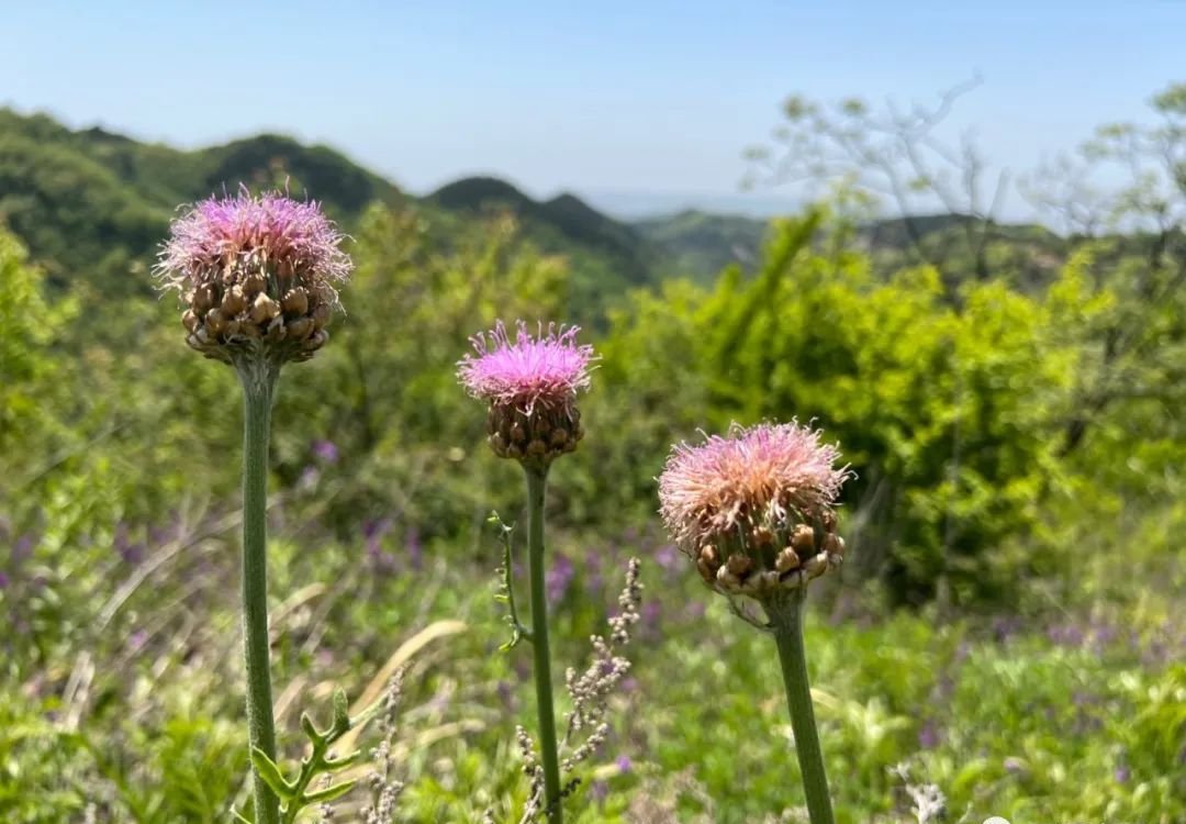 一年中湿气最重的季节到了,有个中成药,能把湿气排出来 - 第2张 一年中湿气最重的季节到了,有个中成药,能把湿气排出来 - 第2张