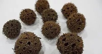 荨麻疹太顽固,有一味中药可消除 - 第2张 荨麻疹太顽固,有一味中药可消除 - 第2张