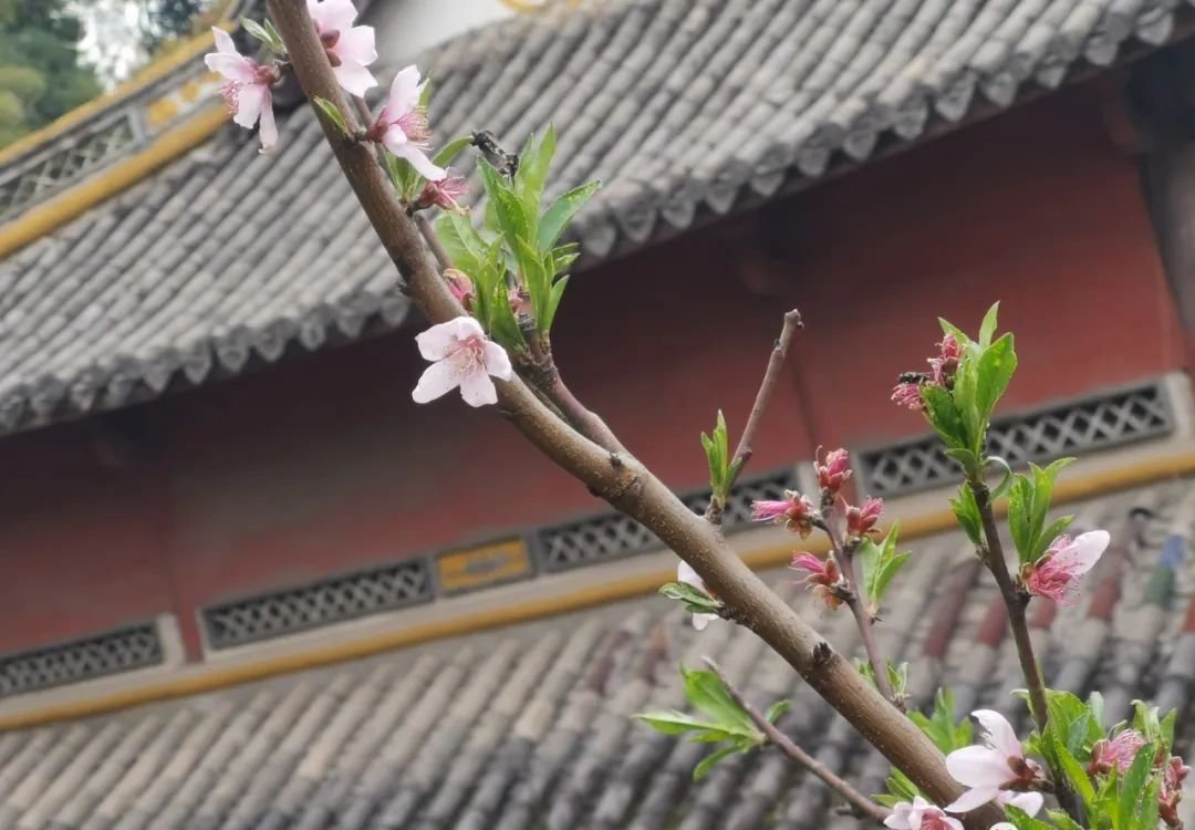 春天美容季，用一味中药，养出好气色 - 第2张