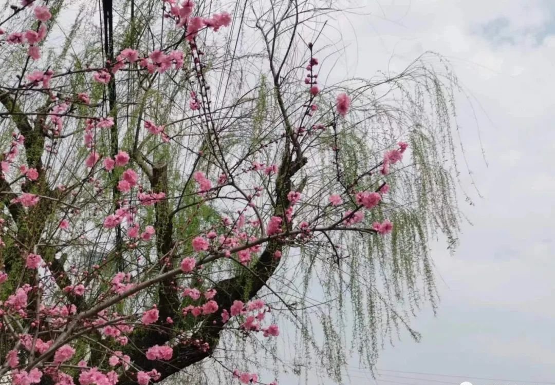 身体越寒,越容易上火,张仲景只用2味药,一个补,一个泻 - 第2张 身体越寒,越容易上火,张仲景只用2味药,一个补,一个泻 - 第2张