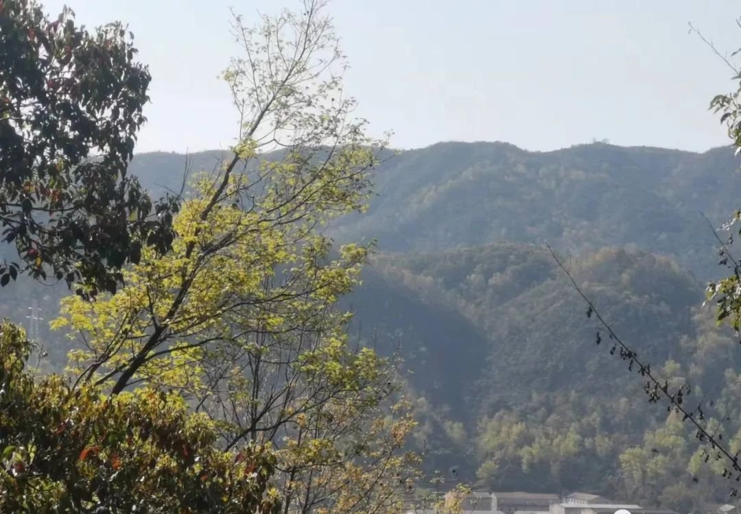 一味遍地而生的中药,能修复胃黏膜 - 第2张 一味遍地而生的中药,能修复胃黏膜 - 第2张