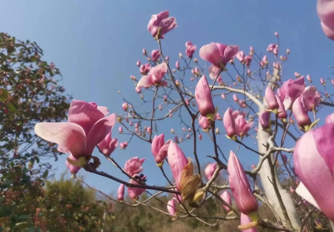一个中成药,在春天给眼睛更好的呵护 - 第2张 一个中成药,在春天给眼睛更好的呵护 - 第2张